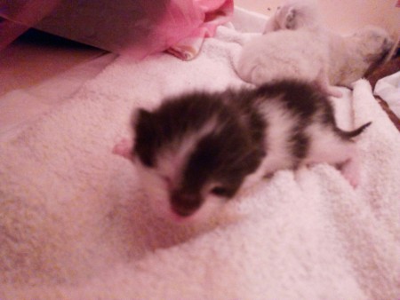 adoptado